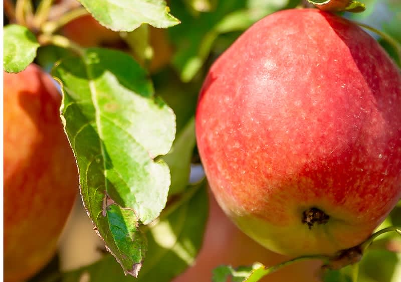 Domači pripravki proti vinskim mušicam 