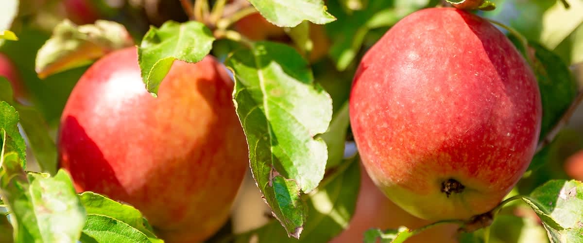 Domači pripravki proti vinskim mušicam 