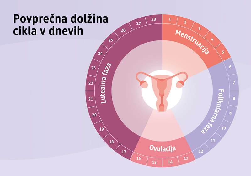 Povprečna dolžina cikla