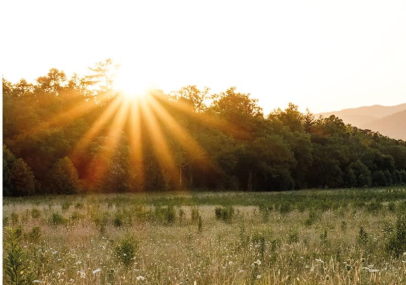 Sončni zahod nad travnikom in gozdom s svetlim nebom
