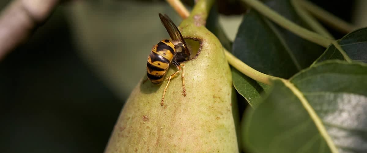 Osa na hruški, ki jo grize, z zelenimi listi v ozadju.