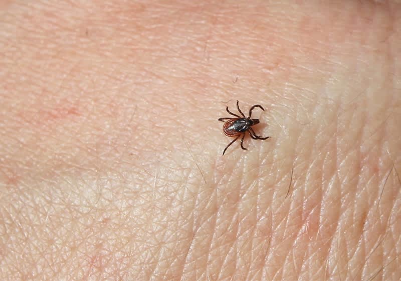 Klop na človeški koži