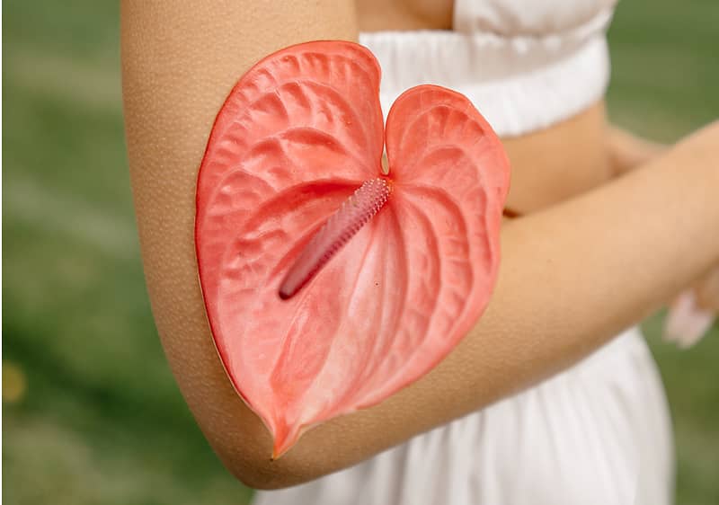 Rožnati cvet anthurium na roki ženske v beli obleki na travniku