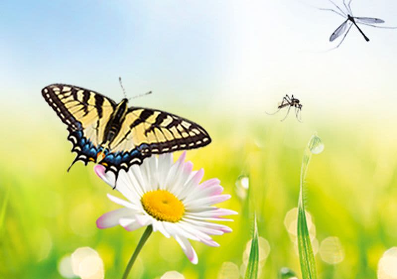 zaščita pred insekti