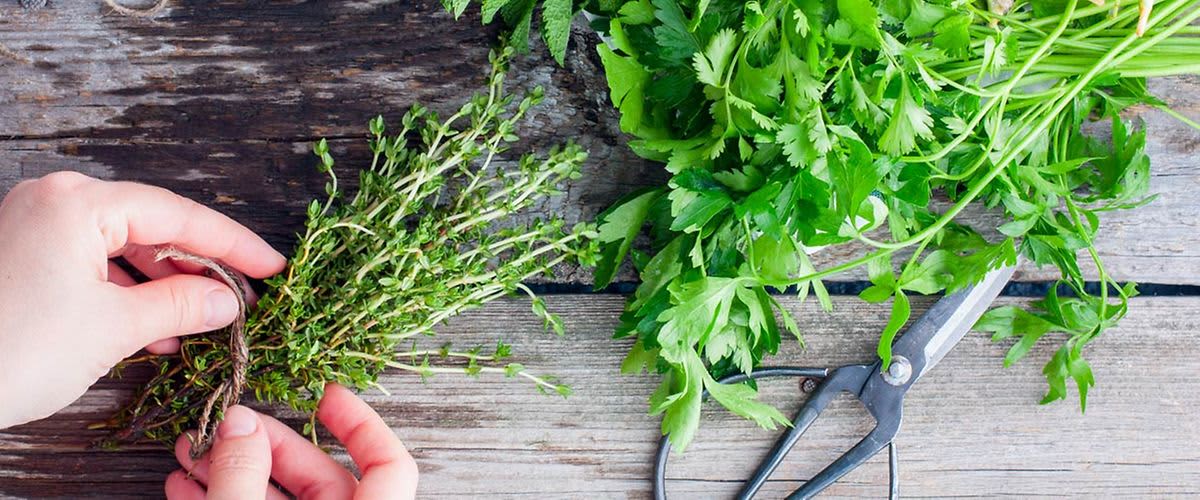 Pravilno nabiranje divjih rastlin