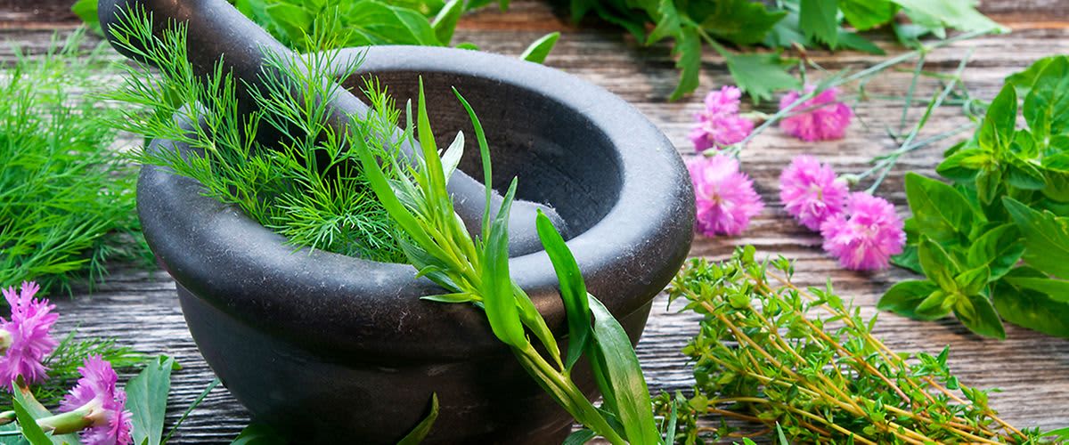 Zelišča in rastline