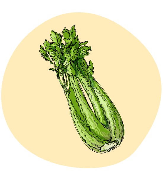 Stangensellerie