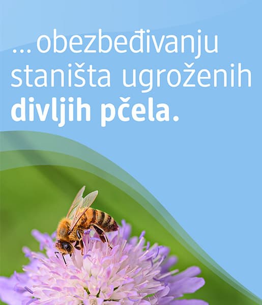 Sie können unterstützen, Lebensräume gefährdeter Wildbienen zu sichern. 