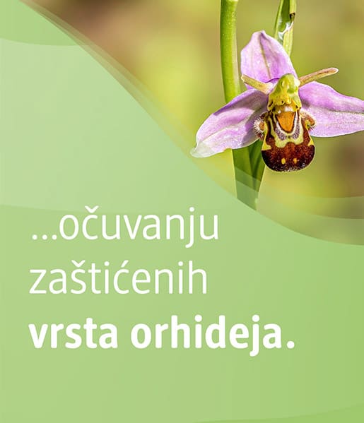 Sie können unterstützen, geschützte Orchideenarten zu bewahren. 