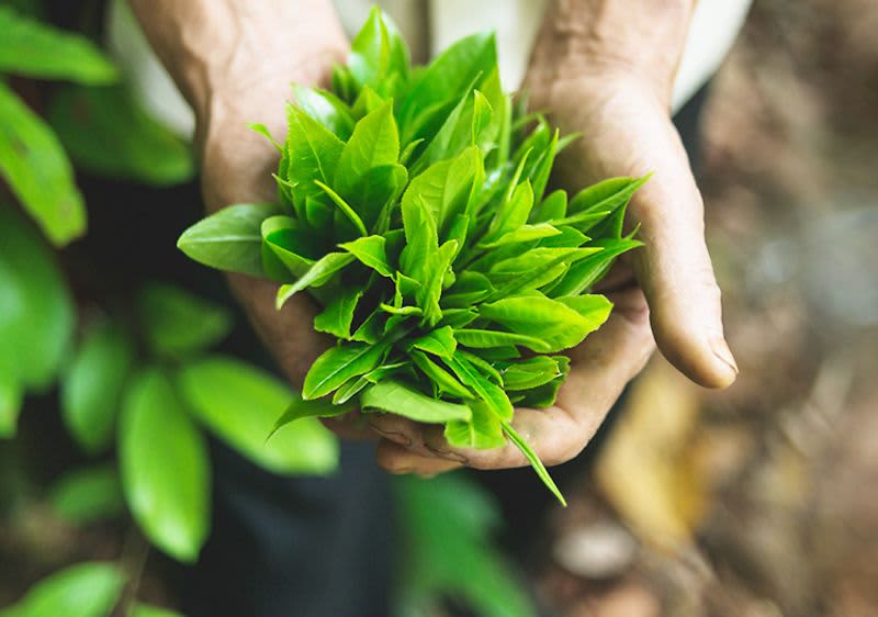 Čajanka sa pravim čajevima