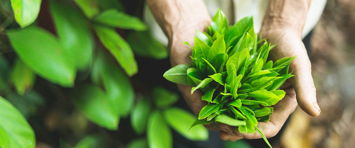 Čajanka sa pravim čajevima