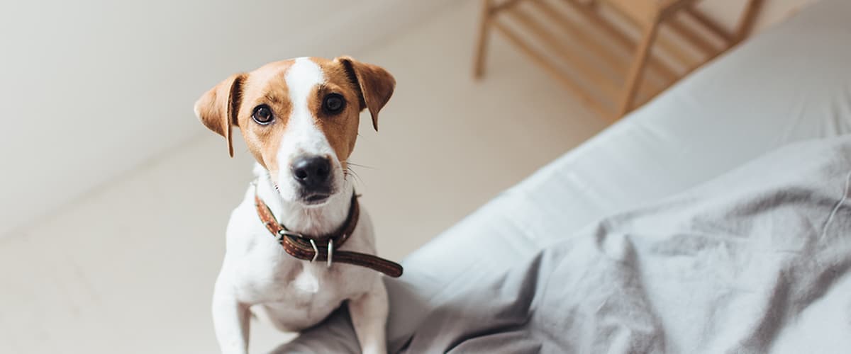 Šta vam je sve potrebno za psa