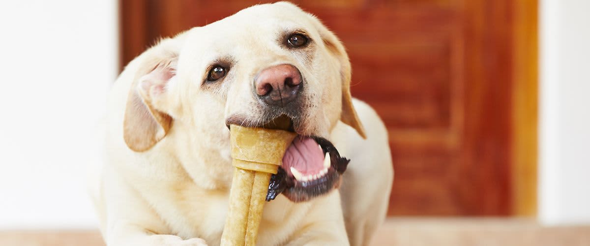 Loš zadah iz usta životinja