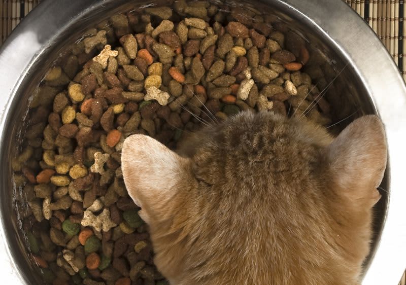 Da li je vaša mačka predebela