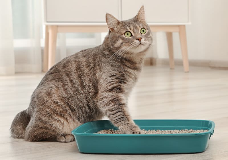 Kako urediti toalet za mačke!