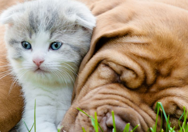 Ljubav među životinjama