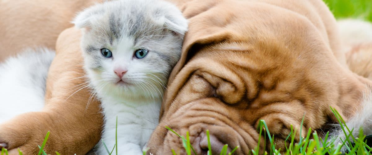 Ljubav među životinjama