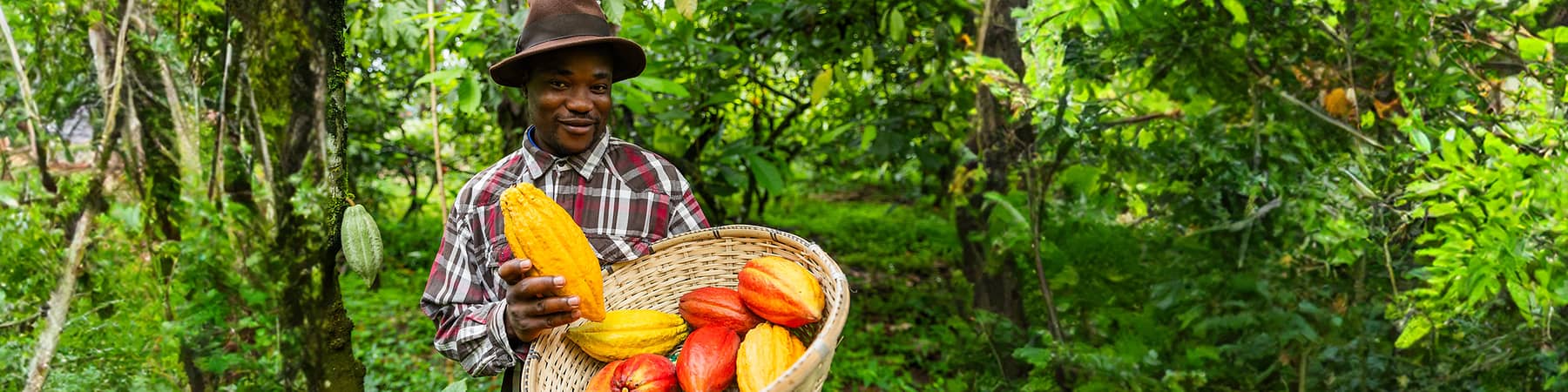 Mann haelt Korb mit Kakaupflanze in der Hand