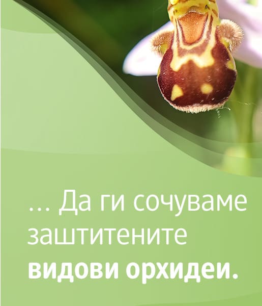 Sie können unterstützen, geschützte Orchideenarten zu bewahren. 