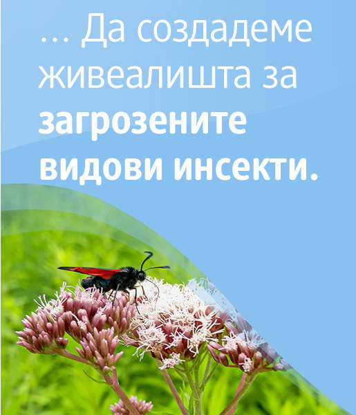 Sie können unterstützen, Lebensraum für gefährdete Insekten-Arten zu schaffen. 