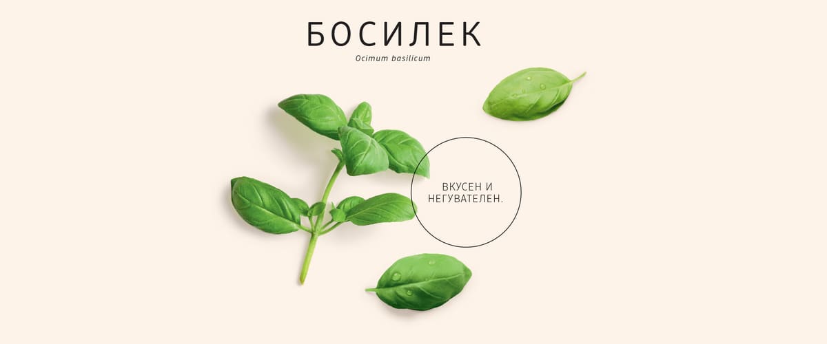 Босилек