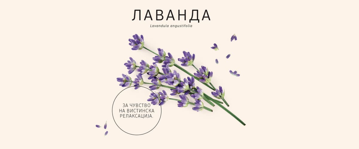 Лаванда
