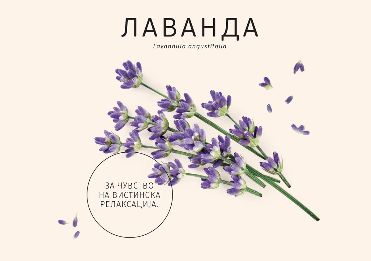 Лаванда