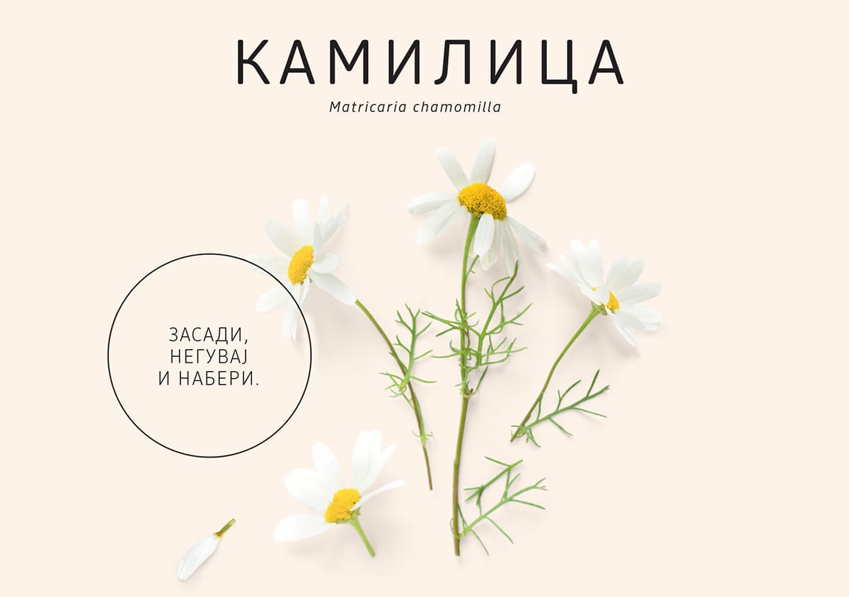 Kamilica