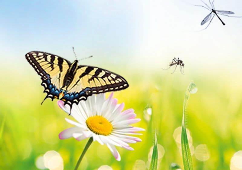 Blumenwiese mit Schmetterling und Gelse 