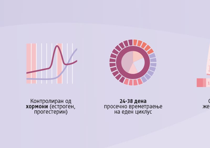 Menstruation & Zyklus