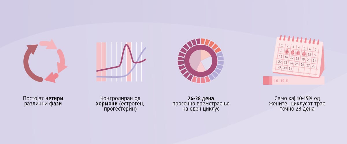 Menstruation & Zyklus