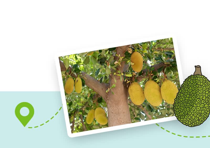 Anbau & Ernte Jackfruit