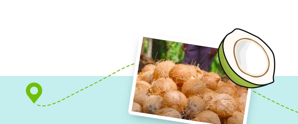 Берба на кокосова вода