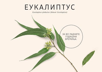 Еукалиптус