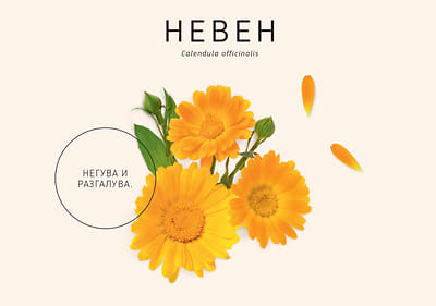 Невен 