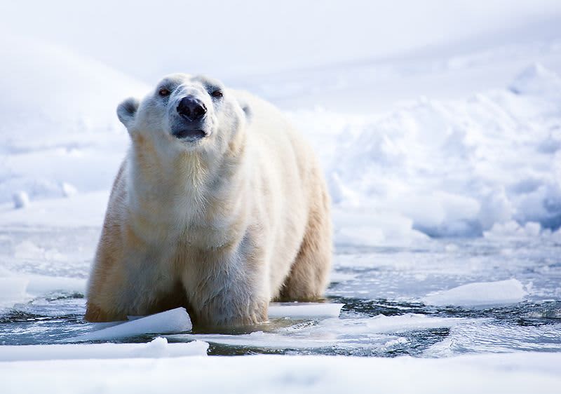Az öt kompenzált hatás   